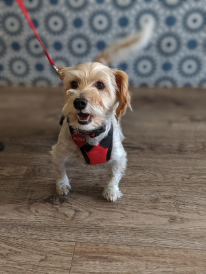 Futterallergien beim Hund – Symptome erkennen und richtig reagieren - Futterallergien beim Hund – Symptome &amp; Diagnose