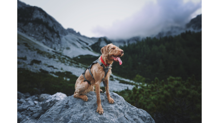 Brauchen Hunde Getreide im Hundefutter? - 