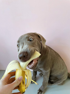 Dürfen Hunde Bananen essen? - Dürfen Hunde Bananen essen?