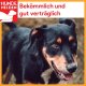 Getrockneter Kamelkehlkopf