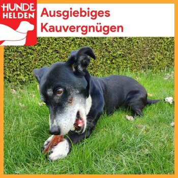 Getrocknete Kamelnackensehnen