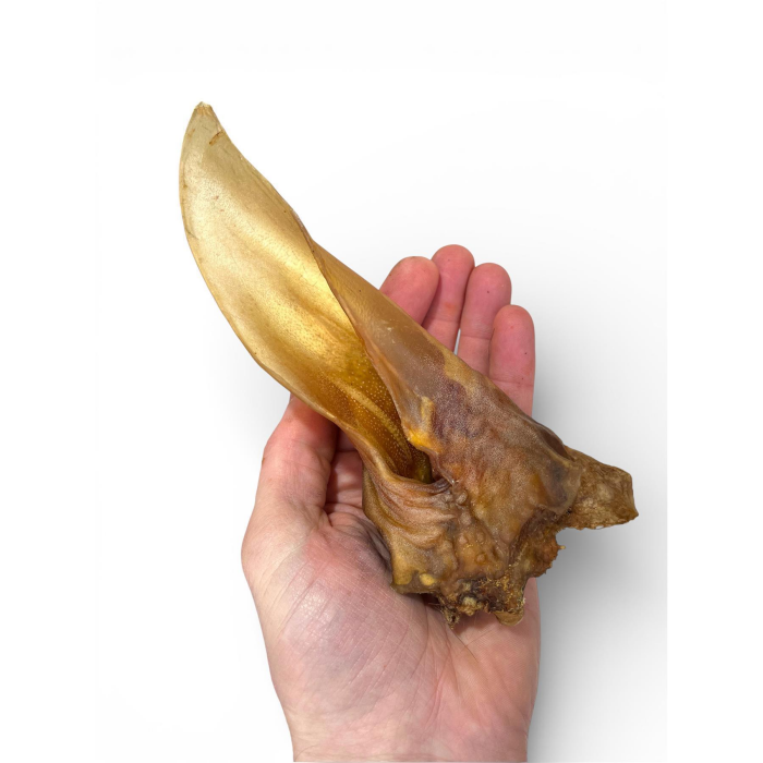 Pferdeohren ohne Fell 10 Stück