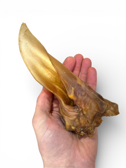 Pferdeohren ohne Fell 50 Stück