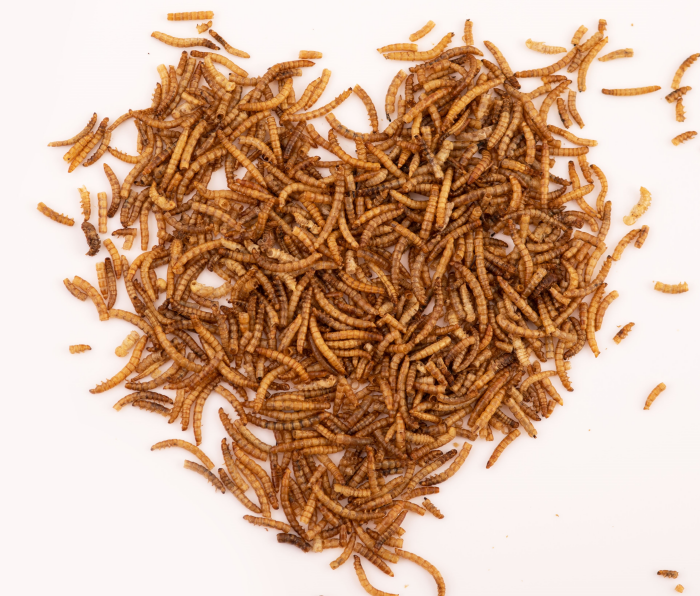 Mehlwürmer getrocknet für Vögel, Fische, Reptilien, Schildkröten, Igel 1 Kg